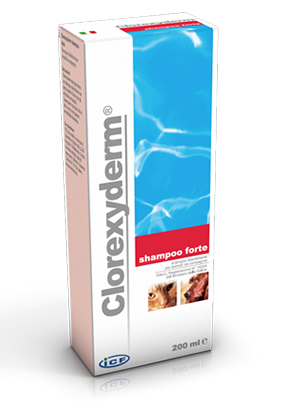 Clorexyderm Shampoo Forte 2%.